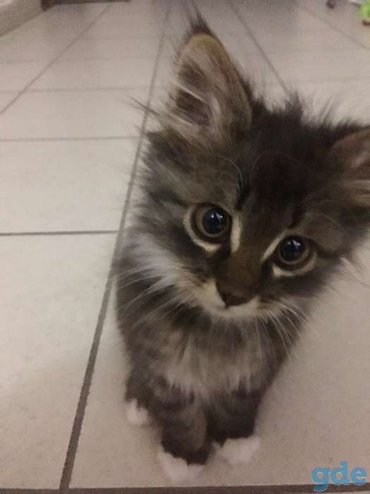 Замечательный котенок, 2 мес., фотография 2