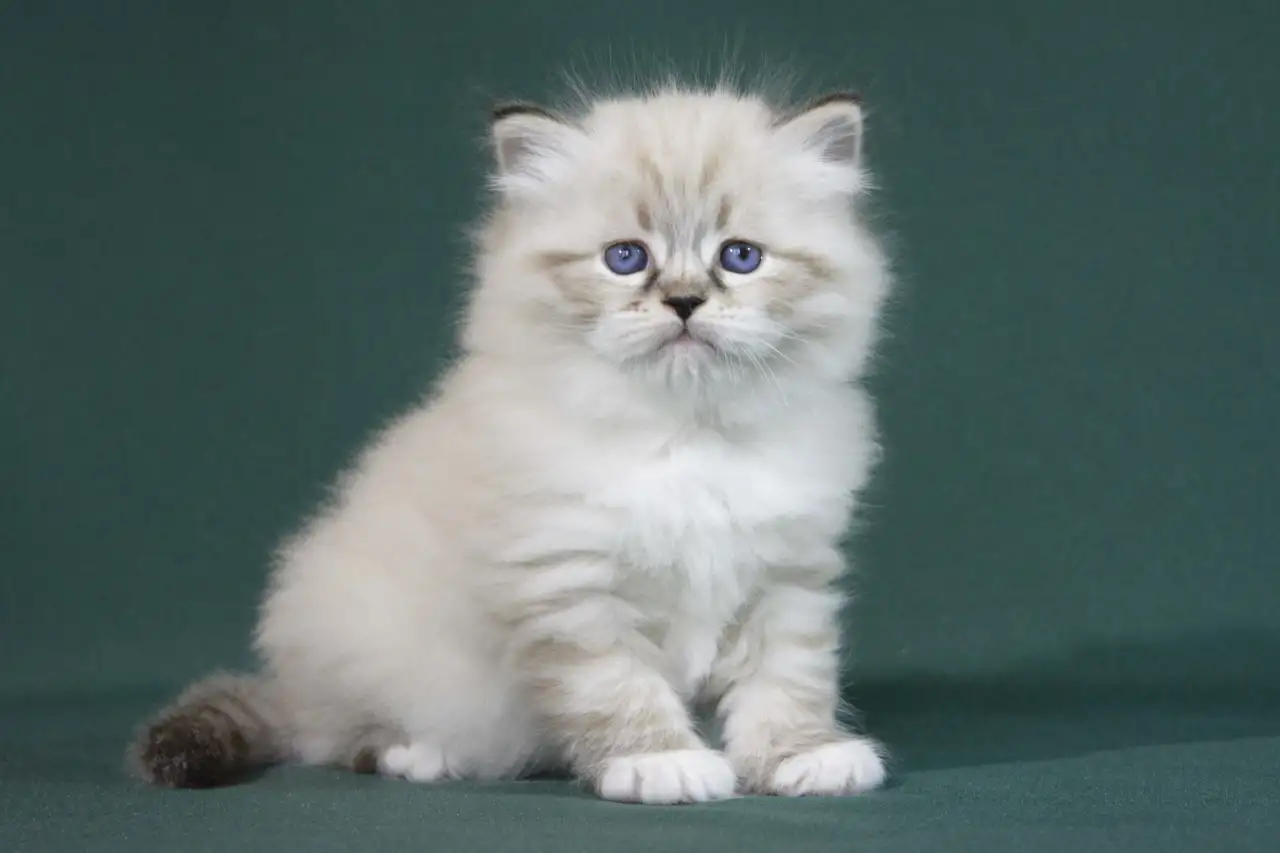 Сибирский котенок, невский маскарадный котенок, фотография 1