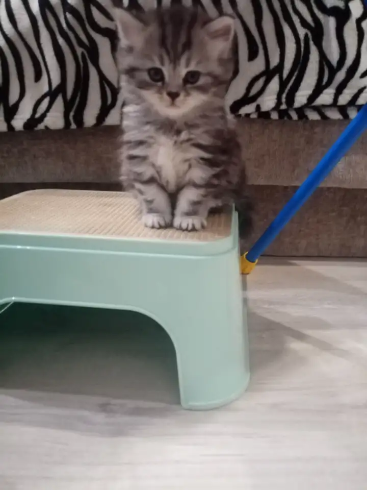 Шотландские котята, фотография 3
