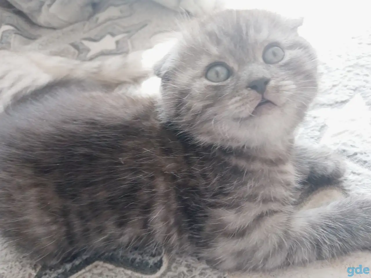 Шотландские котята, фотография 3
