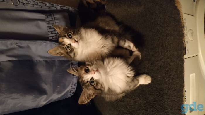 Котята в добрые руки, фотография 5