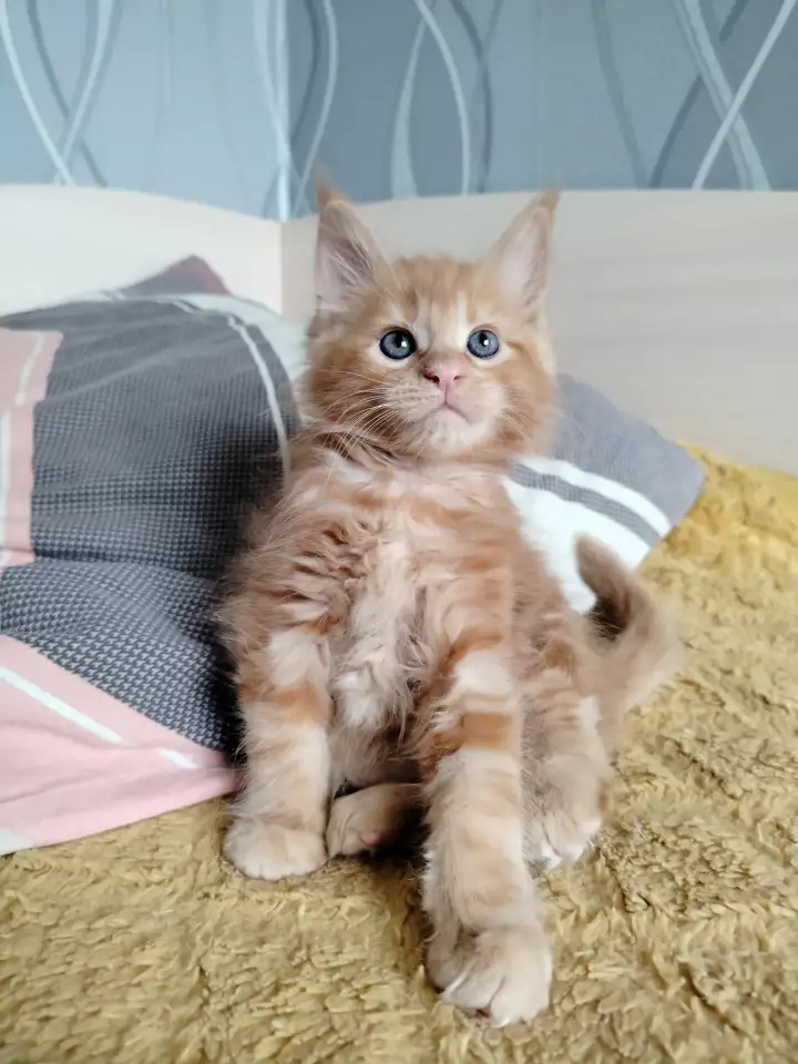 Мейн кун котята, фотография 2