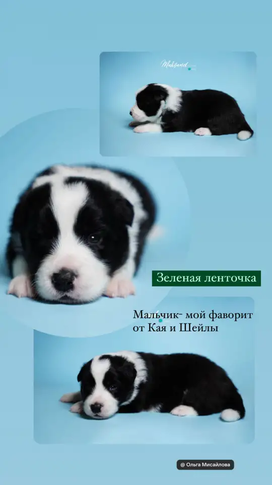 Щенки бордер колли, фотография 1