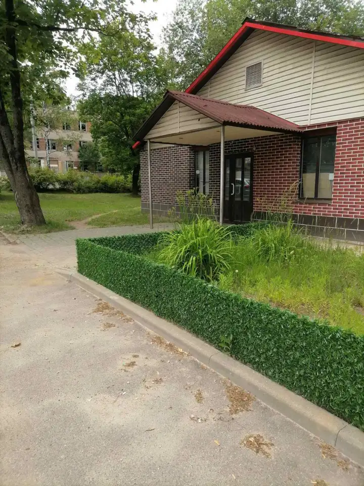Зеленая изгородь, высотой 0,5 м длина 10 м, фотография 7