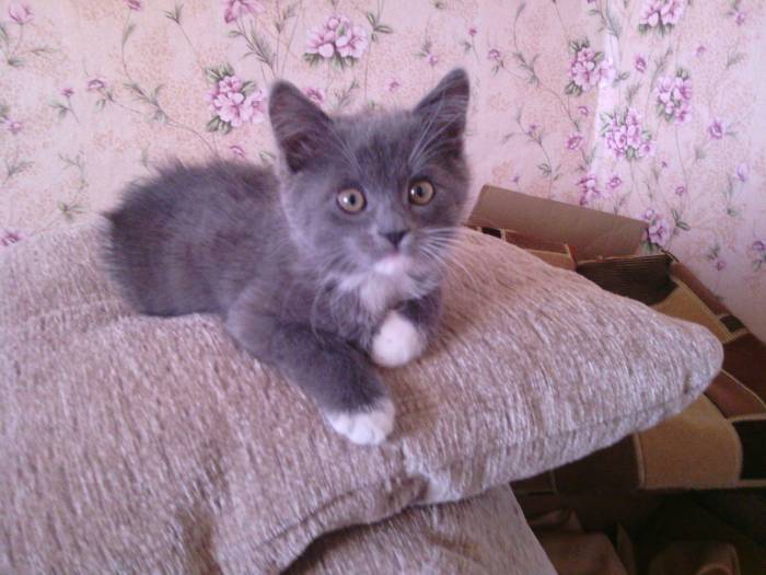 отдам котенка в хорошие руки, фотография 3