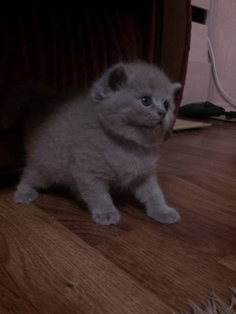 шотландские котята, фотография 3