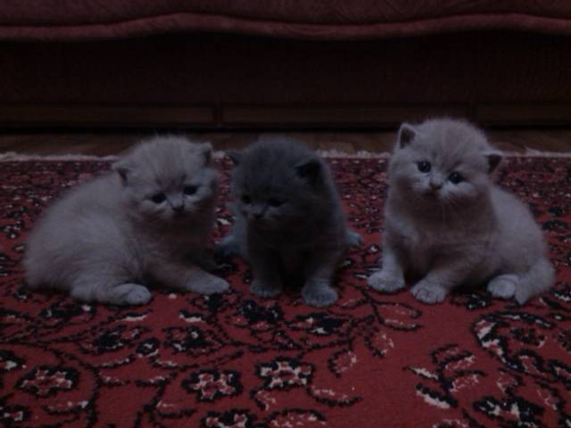 шотландские котята, фотография 4
