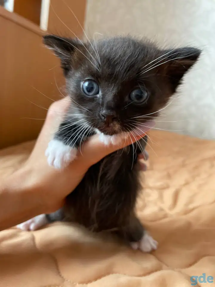 Котята в дар, фотография 5