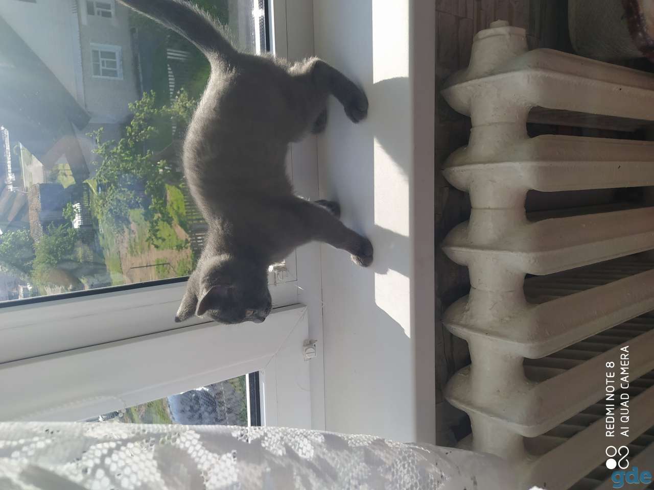 Кот, фотография 1