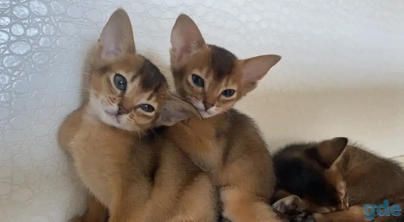 Абиссинские котята, фотография 5