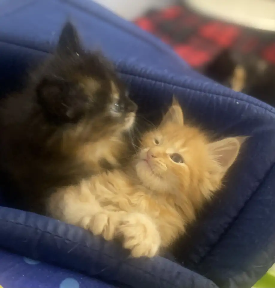 Котята Мейн-Кун, фотография 1