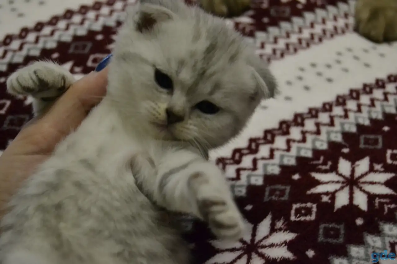 Шотландские котята, фотография 6
