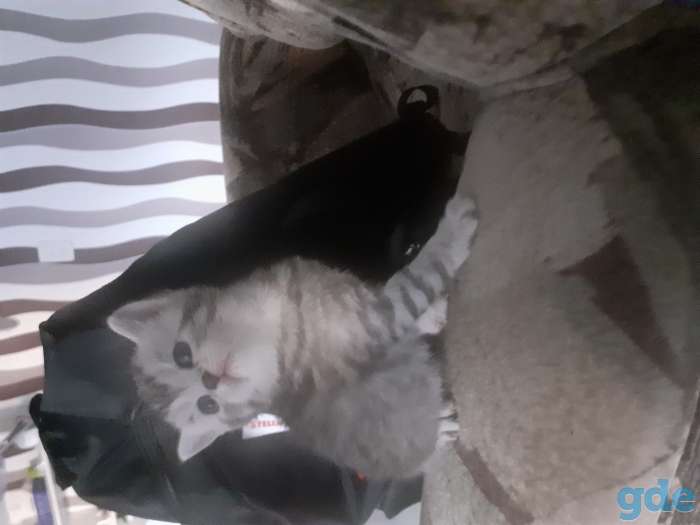 Шотландские котята, фотография 2