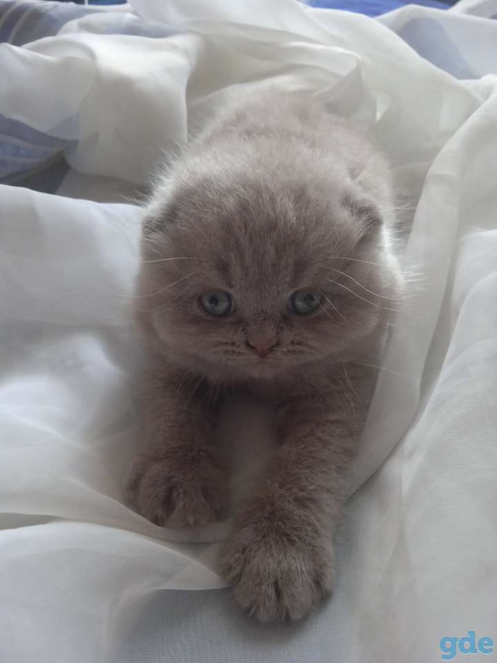Шотландский котенок, фотография 14