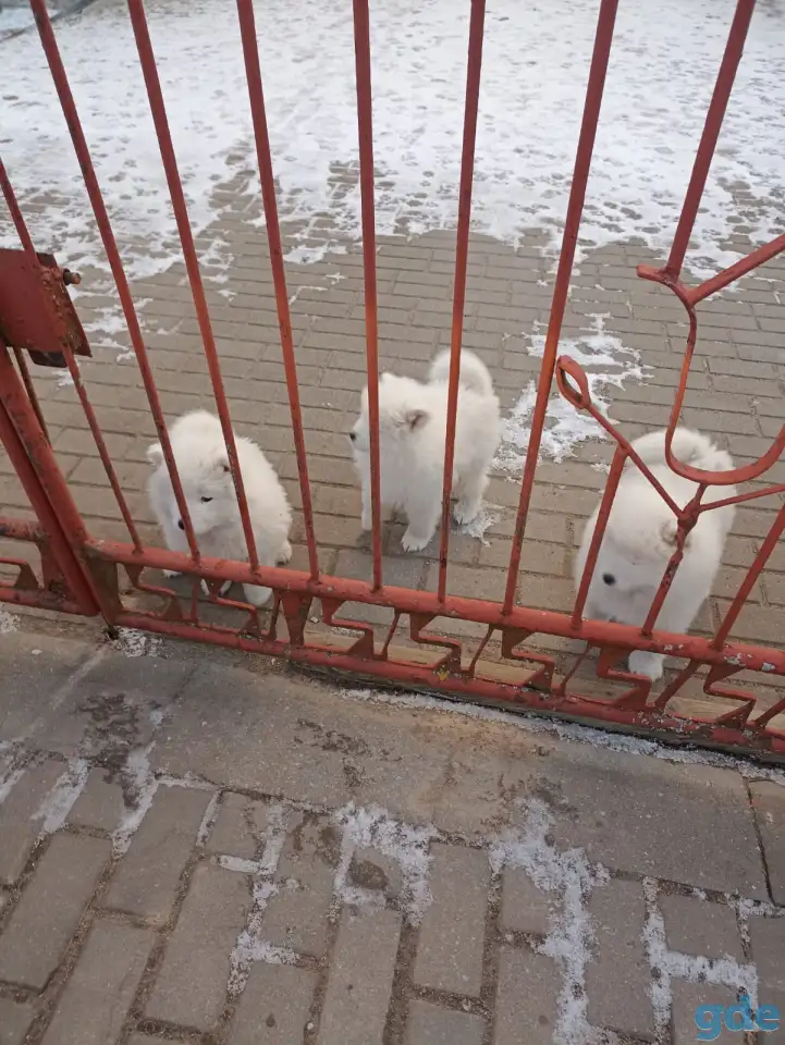 Продаются щенки самоеда, фотография 6