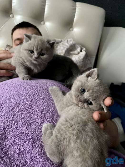 Продам шикарных британских котят, фотография 8