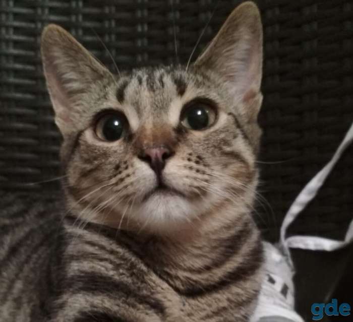 Котенок-девочка в дар, фотография 1