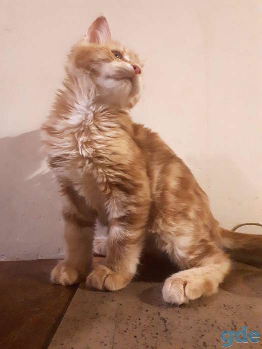 Котята Мейн КУН, фотография 3