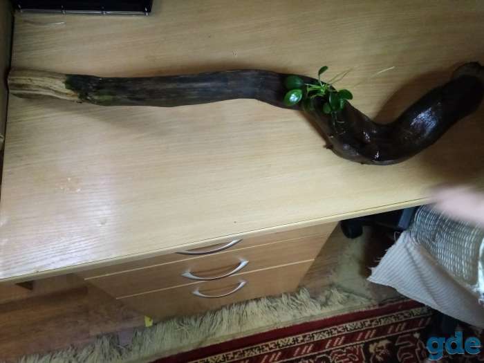 Коряга для аквариума, фотография 1