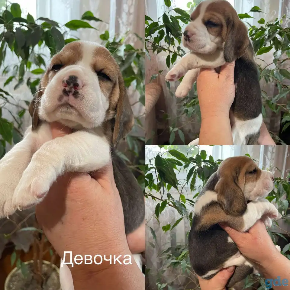 Щенок породы Бигль, фотография 3