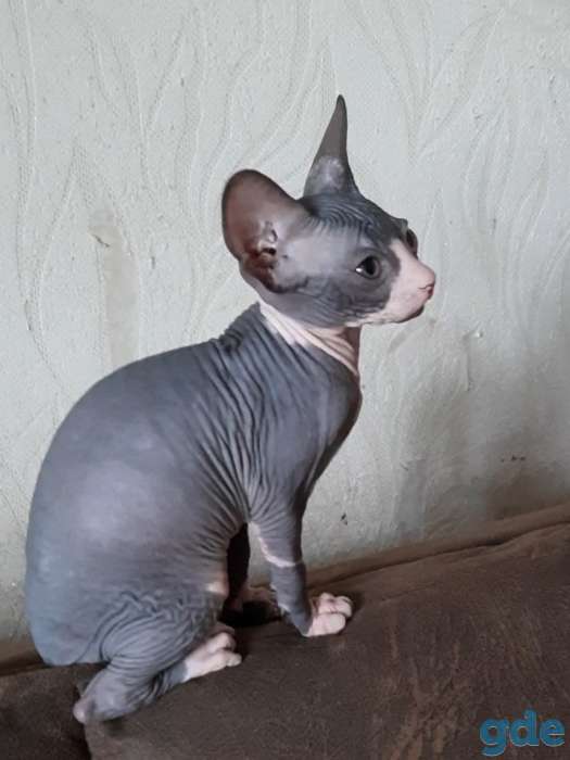 Котята сфинкса, фотография 6