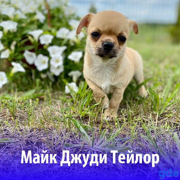 Щенки чихуахуа из породного питомника JudiTeilor, фотография 2