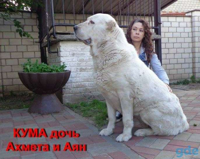 VIP класса девочка алабай., фотография 8