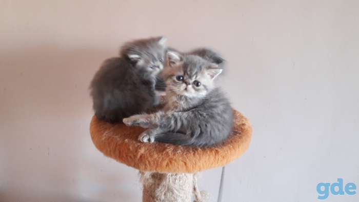 Экзотические котята, фотография 3