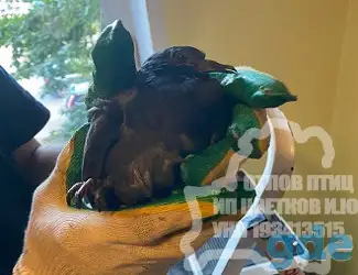 Отлов птиц на складах, торговых залах, производствах и др. закрытых помещениях., фотография 2