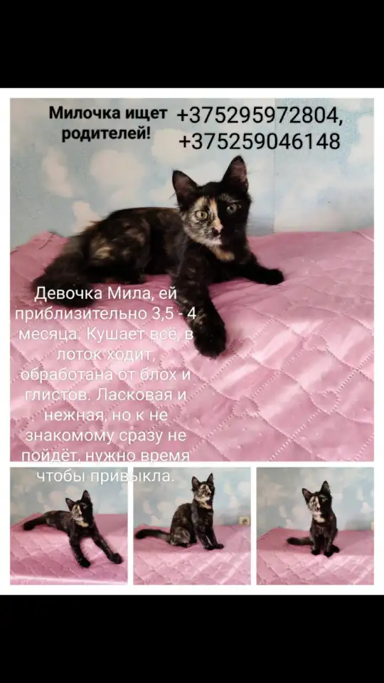 Кошечка черепахового окраса, фотография 1