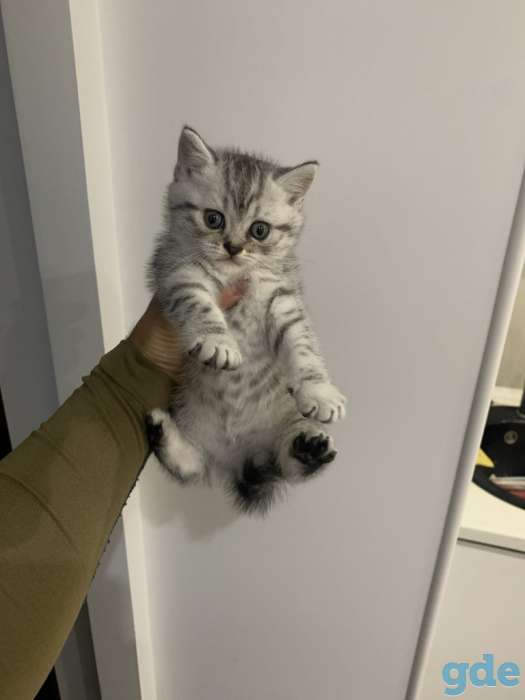 Шотландские котята, фотография 2