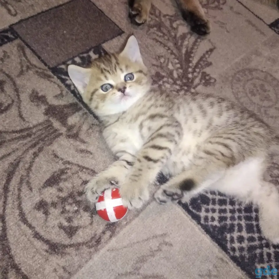 Продам шотландских котят, фотография 3