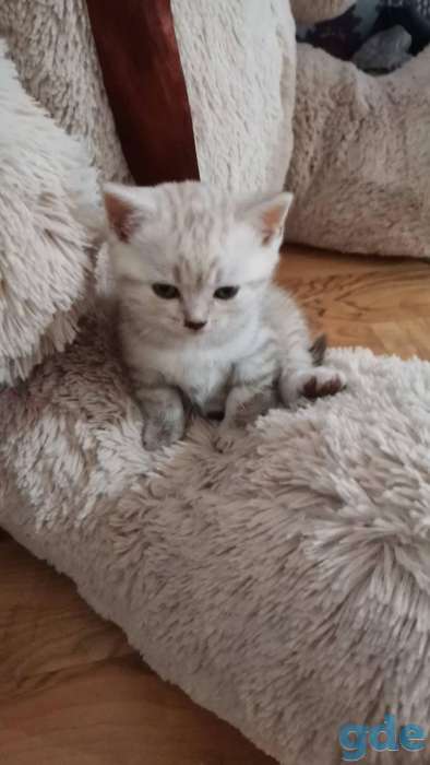 Шотландские котята, фотография 9