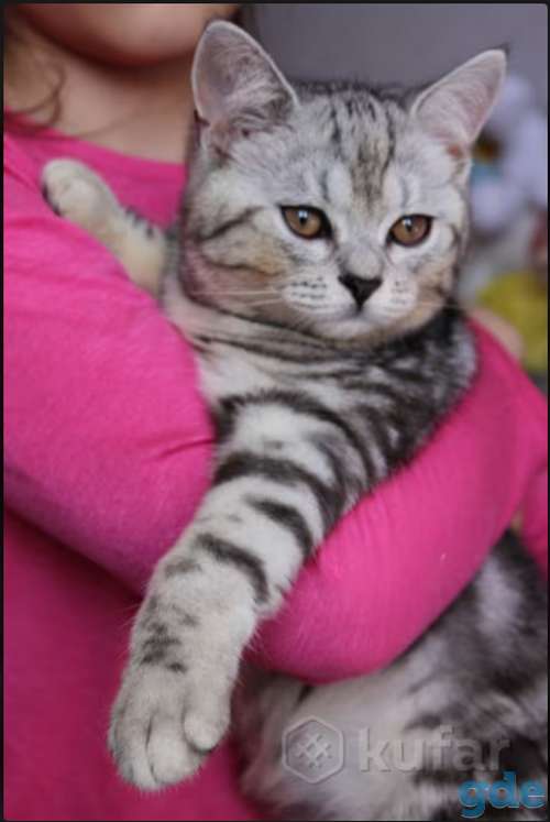 Британский котенок окраса табби, фотография 3