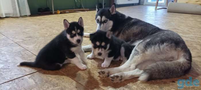 Щенки хаски, фотография 1