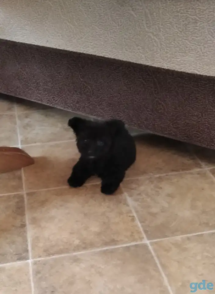 Щенок мальтипу 3 месяца, фотография 3