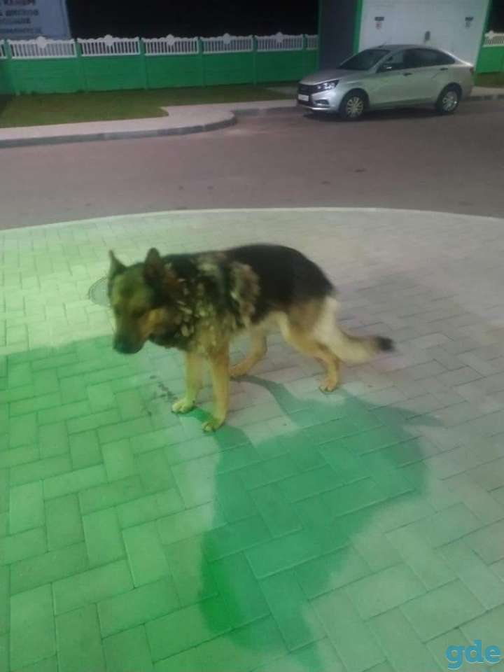 Sos. внимание. кобель немецкой овчарки. срочно нужен дом!, фотография 2