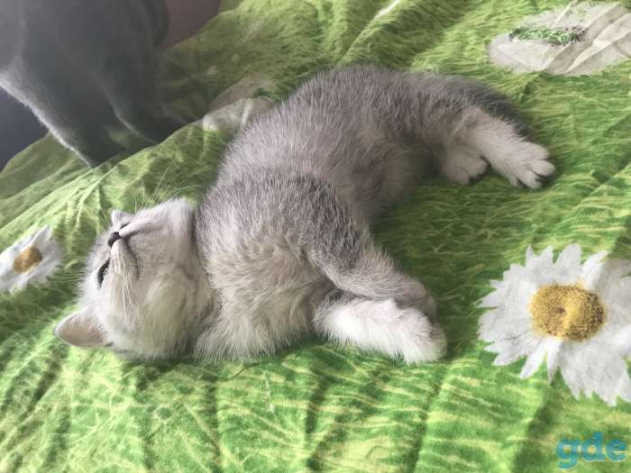 Британская кошечка, фотография 3