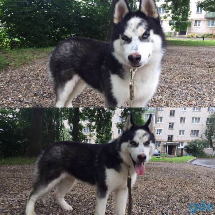 Пропал кобель Сибирский Хаски, фотография 1