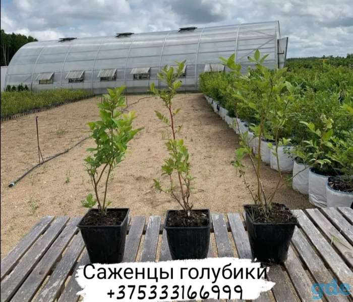 Продам саженцы голубики сорт 