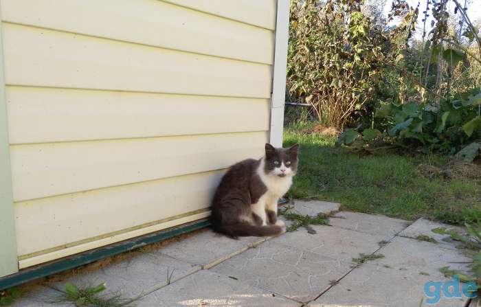 Ласковый коти в дар, фотография 2