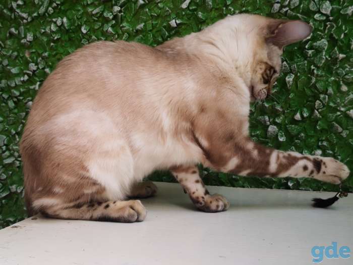 Бенгальские котята, фотография 3