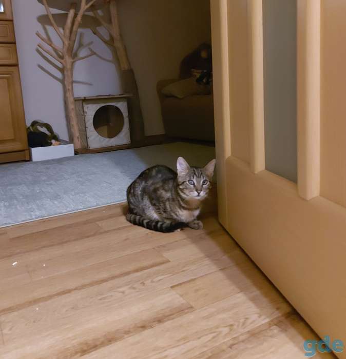 Котик в добрые руки, фотография 3