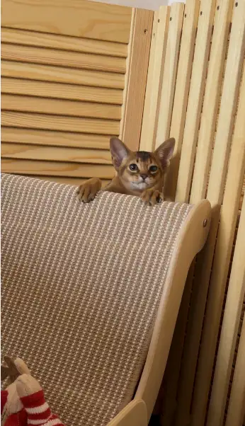 Абиссинский котёнок, мальчик 3 месяца, фотография 5