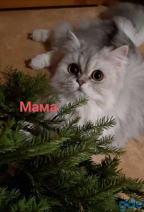 Шотландские котята, фотография 3