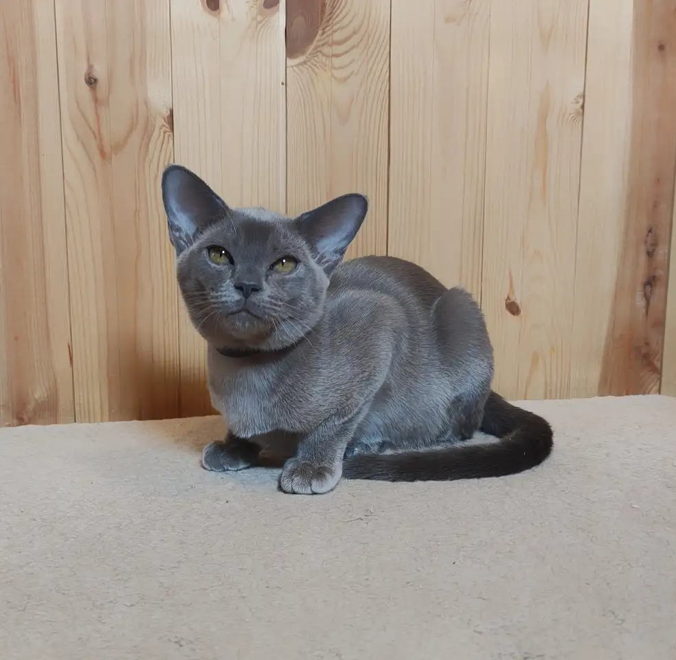 Европейская бурма котята, фотография 3