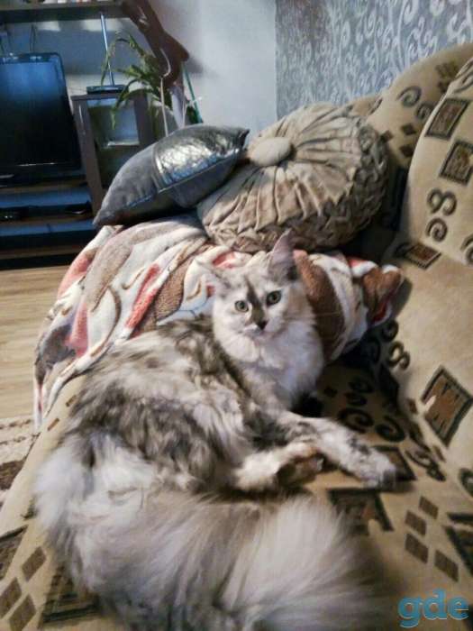 Котята Мейн кун, фотография 3