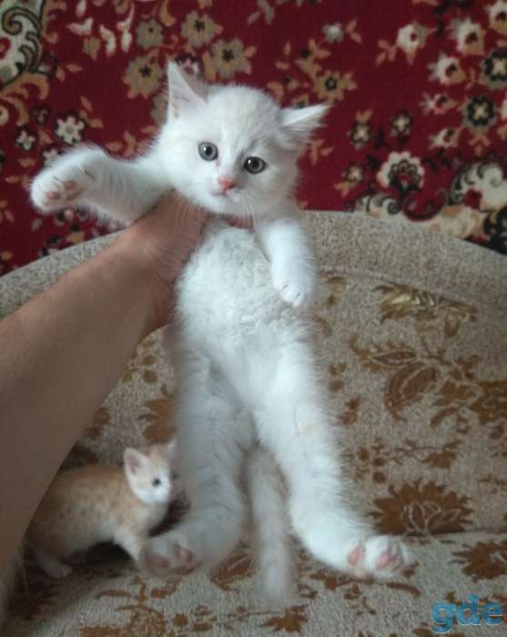 Британские котята, фотография 2