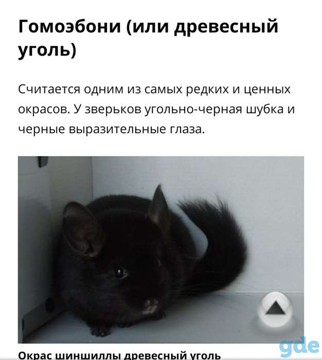 Шиншилла. Мальчик., фотография 3