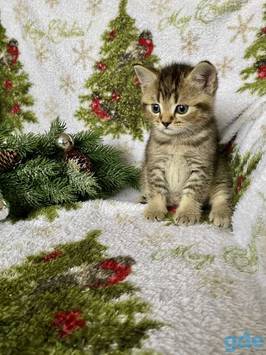 Британские котята, фотография 3